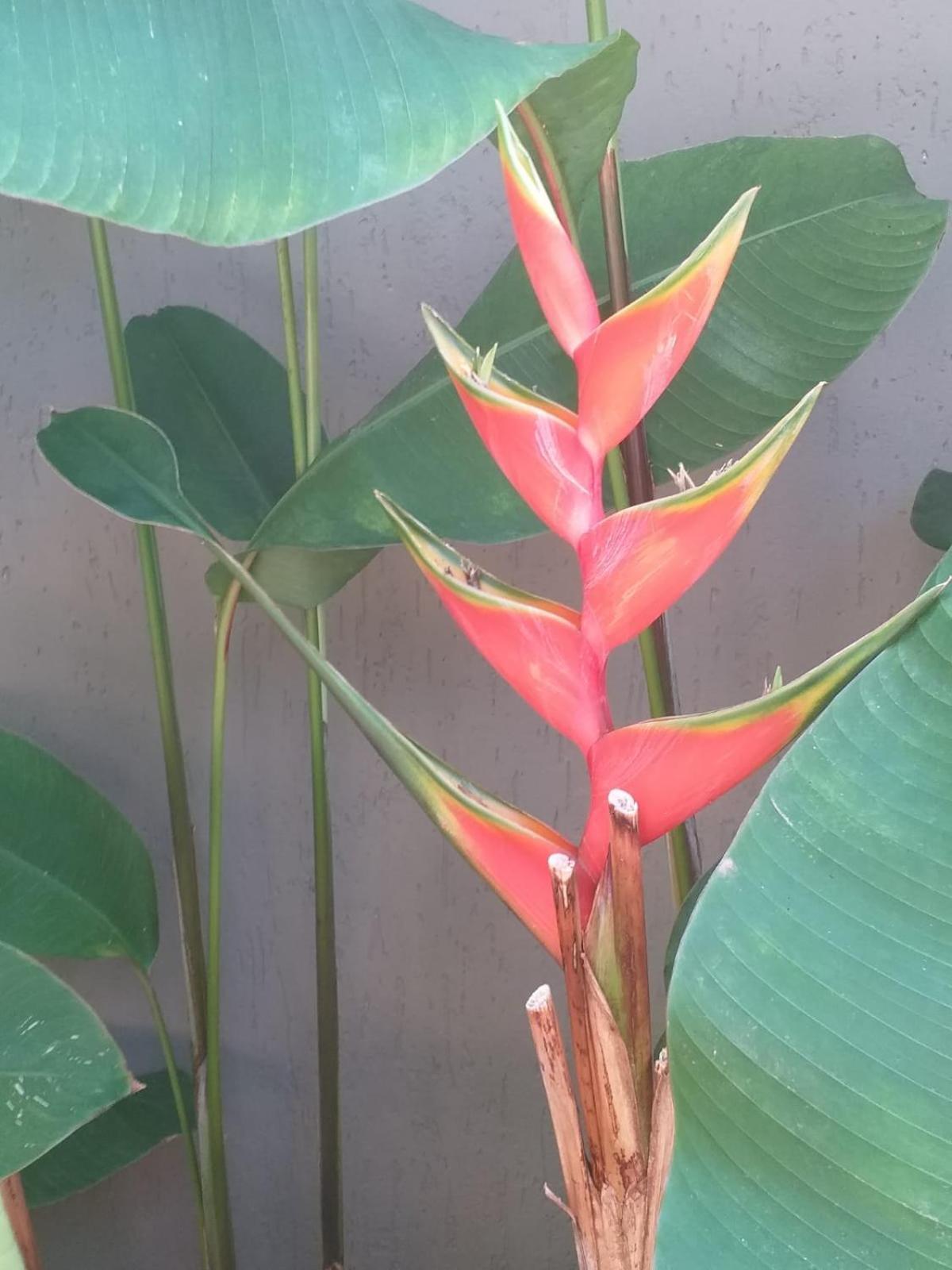 Chale Tulipa - Centro Praia Da Pipa Praia de Pipa Eksteriør bilde